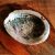 Abalone kagyló
